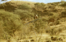 Dromedary camel (Iconographic document)