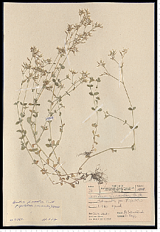 Cerastium glomeratum Thuill.