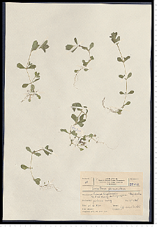 Cerastium glomeratum Thuill.