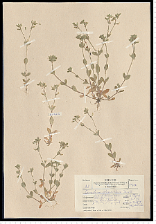 Cerastium glomeratum Thuill.