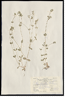 Cerastium glomeratum Thuill.