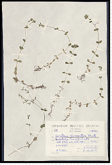 Cerastium glomeratum Thuill.