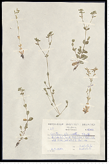 Cerastium glomeratum Thuill.