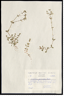 Cerastium glomeratum Thuill.