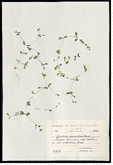 Cerastium glomeratum Thuill.