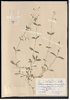 Cerastium macrocarpum Schur em. Gartner