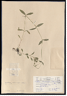 Cerastium macrocarpum Schur em. Gartner