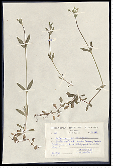 Cerastium macrocarpum Schur em. Gartner