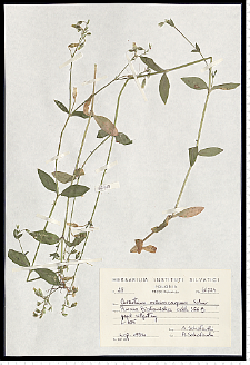 Cerastium macrocarpum Schur em. Gartner