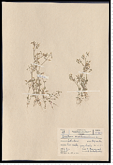 Cerastium semidecandrum L.
