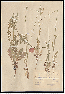Papaver strigosum (Boenn.) Schur