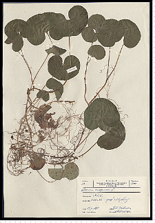 Asarum europaeum L.