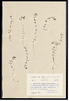 Callitriche hamulata Kütz. ex W. D. J. Koch