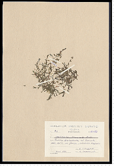 Callitriche hamulata Kütz. ex W. D. J. Koch