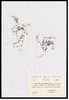 Callitriche hamulata Kütz. ex W. D. J. Koch