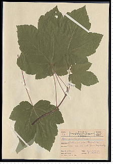 Acer pseudoplatanus L.