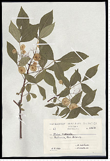 Ptelea trifoliata L.