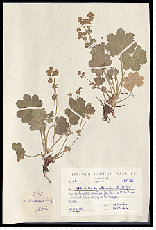 Alchemilla hirsuticaulis H. Lindb.