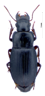Harpalus atratus (Latreille, 1804a)