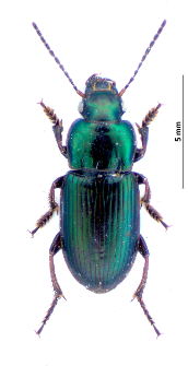 Harpalus distinguendus (Duftschmid, 1812)