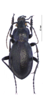 Carabus problematicus harcyniae (J. Sturm, 1815)