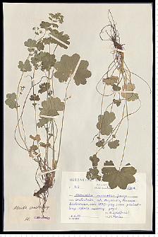 Alchemilla sarmatica Juz.