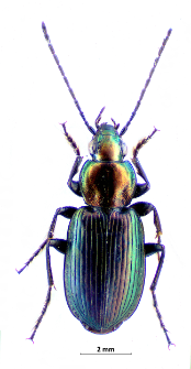 Agonum viridicupreum (Goeze, 1777)