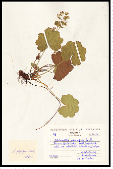 Alchemilla propinqua H. Lindb.