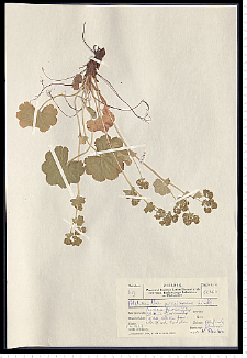 Alchemilla propinqua H. Lindb.