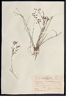 Juncus articulatus L. em. K. Richt.