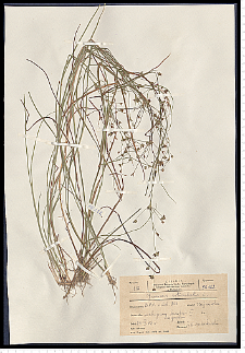 Juncus articulatus L. em. K. Richt.