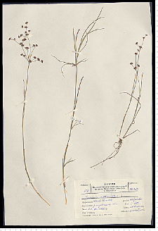 Juncus articulatus L. em. K. Richt.