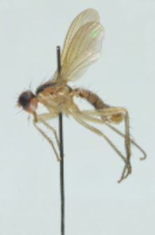 Cordilura (Cordilurina) albipes Fallen, 1819