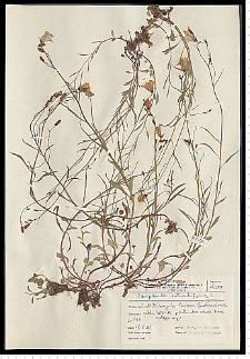 Campanula rotundifolia L.