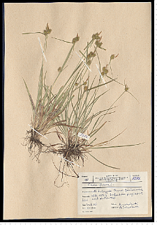 Carex flava L.