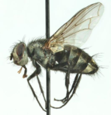 Billaea triangulifera (Zetterstedt, 1844)