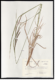 Carex gracilis Curtis