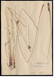 Juncus effusus L.