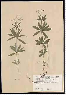 Galium odoratum (L.) Scop.