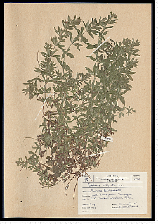 Galium uliginosum L.