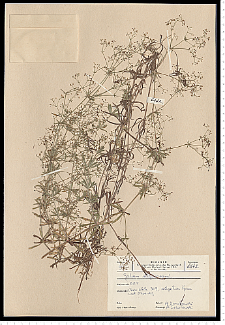 Galium uliginosum L.
