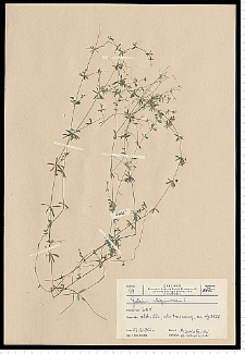Galium uliginosum L.