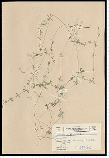 Galium uliginosum L.