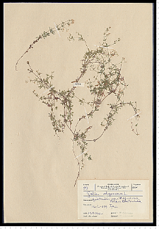 Galium uliginosum L.