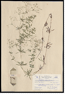 Galium uliginosum L.