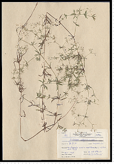 Galium uliginosum L.