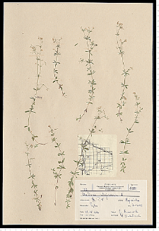 Galium uliginosum L.
