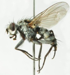 Eustalomyia festiva (Zetterstedt, 1845)