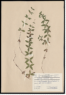Cruciata glabra (L.) Ehrend.