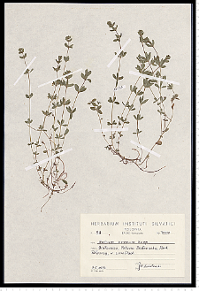 Cruciata glabra (L.) Ehrend.